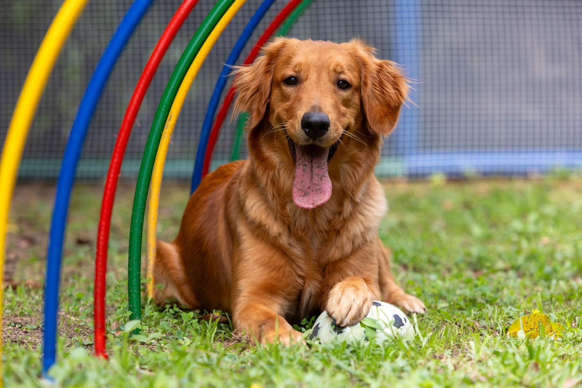 Hotel Dann Carlton Belfort מדיין מראה חיצוני תמונה Golden Retriever