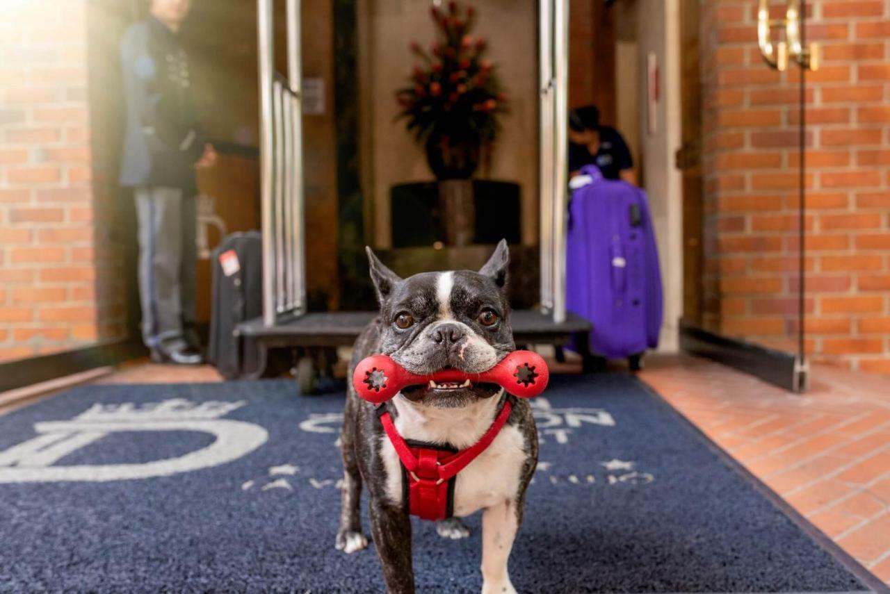 Hotel Dann Carlton Belfort מדיין מראה חיצוני תמונה Boston Terrier at the entrance of the hotel